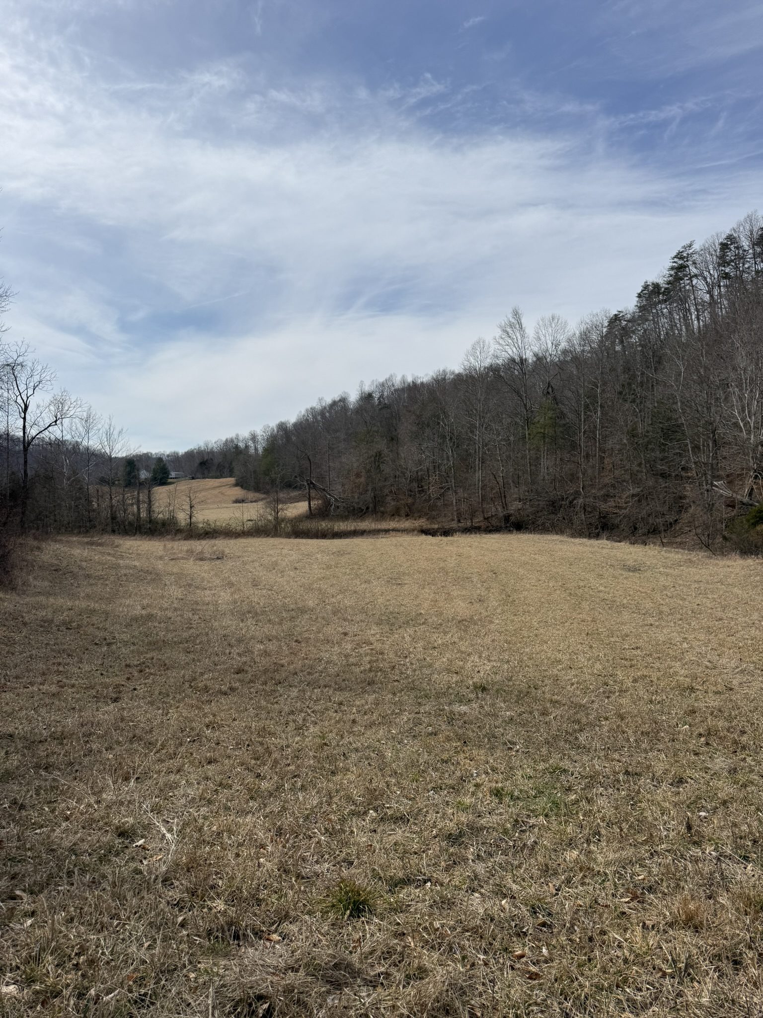 Field with pine trees