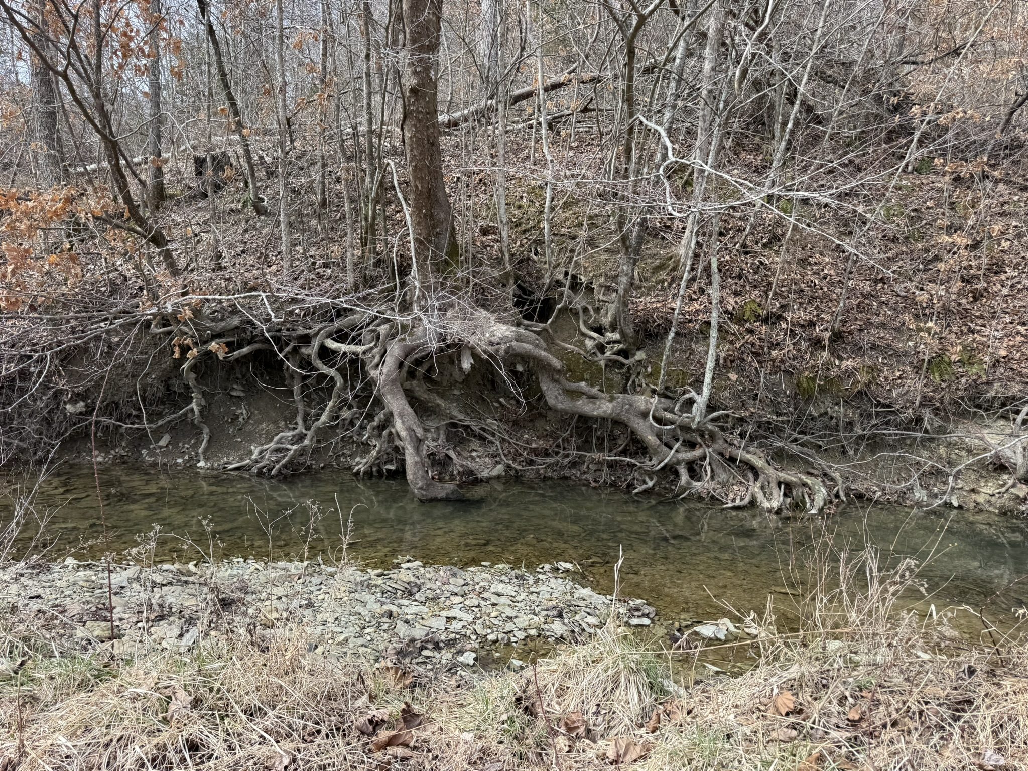 Creek with exposed tree roots