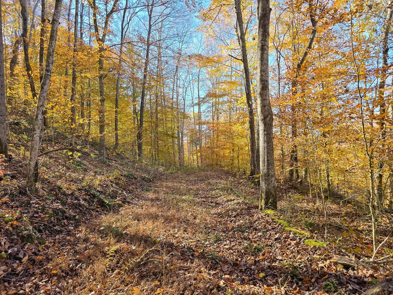 Fall trail through the woods