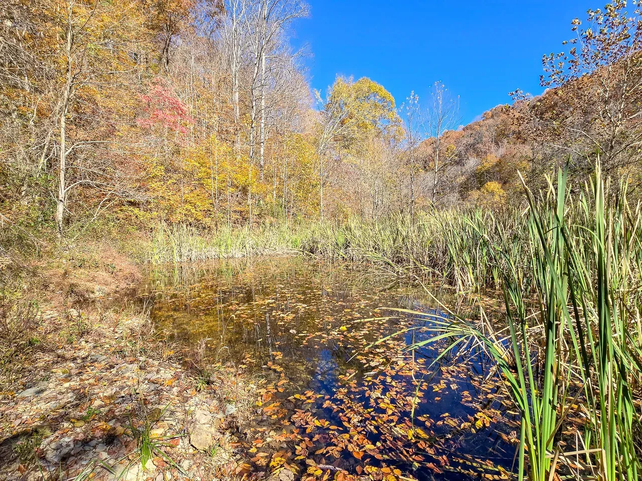 Pond covered in fall leaves
