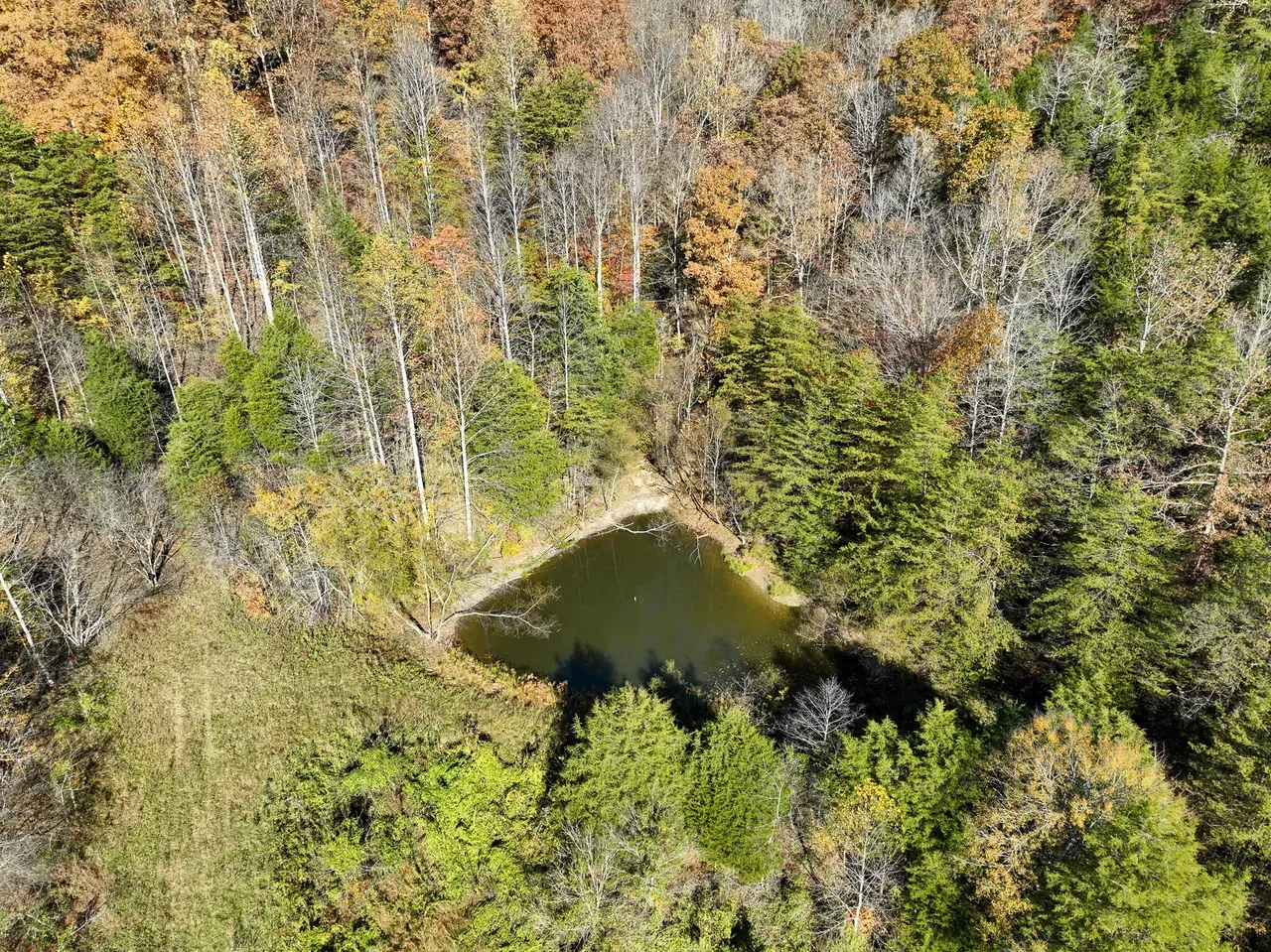 Aerial view of a pond in the woods