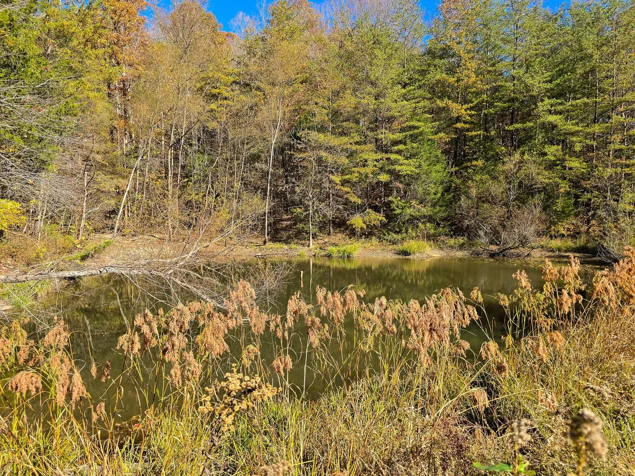 Pond with fall reeds