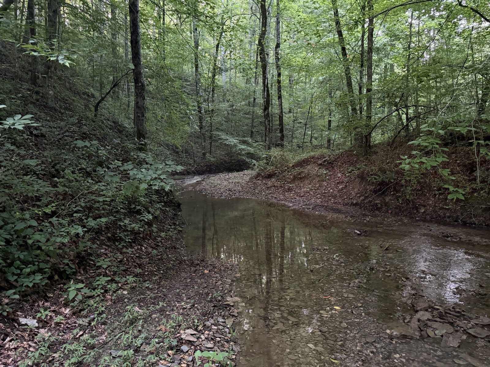 Creek through the summer woods